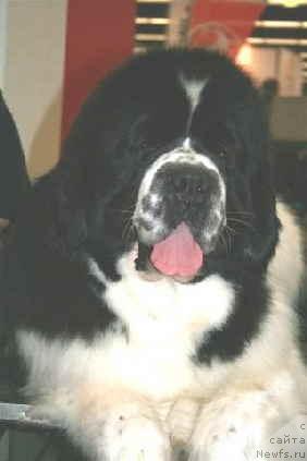 Фото: ньюфаундленд Yoschi-Bruce vom Elsterufer