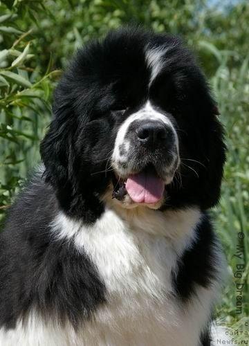 Фото: ньюфаундленд Yoschi-Bruce vom Elsterufer