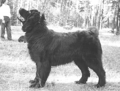 Фото: ньюфаундленд YUromti Gediya (Юромти Гедия)