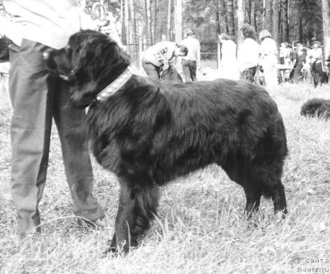 Фото: ньюфаундленд Medoks Nerons (Медокс Неронс)