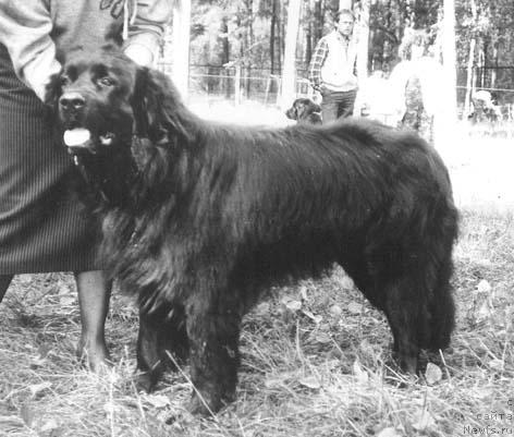 Фото: ньюфаундленд Klaydon Olbi (Клайдон Олби)