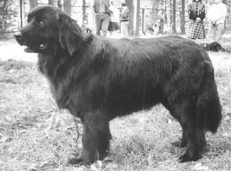 Фото: ньюфаундленд Brekan Cerera (Брекан Церера)