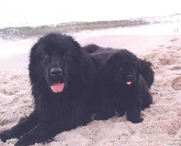 Фото: ньюфаундленд Kvisi's Charming Corinne