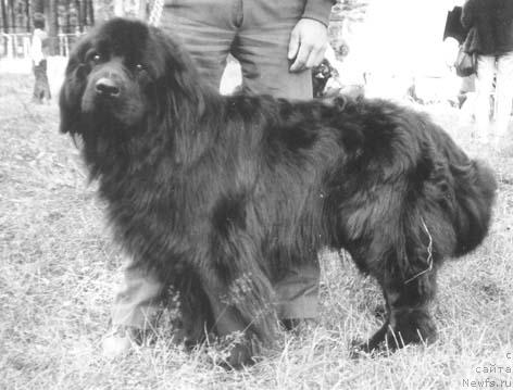 Фото: ньюфаундленд Cezi Ikars (Цези Икарс)