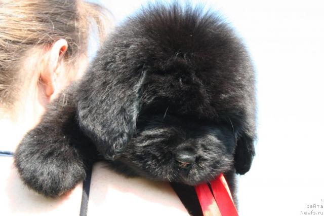 Фото: ньюфаундленд YUvelirika Magiya Roskoshi (Ювелирика Магия Роскоши)