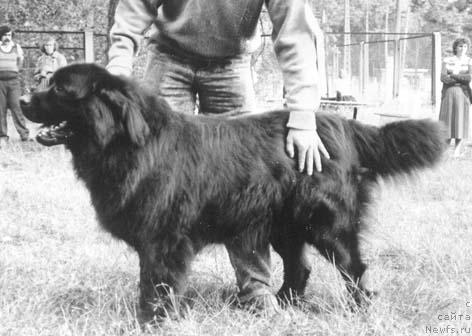 Фото: ньюфаундленд Medoks Neons (Медокс Неонс)