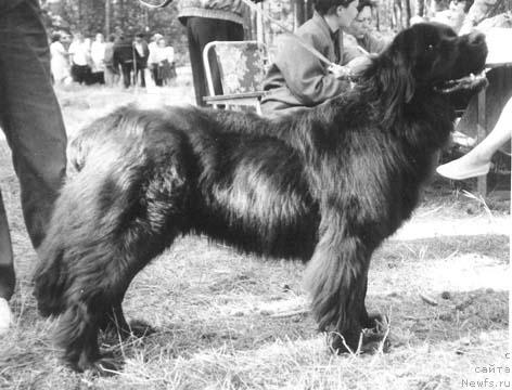 Фото: ньюфаундленд Niklord Lahti (Никлорд Лахти)