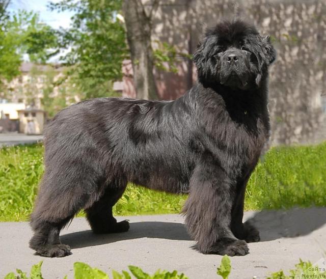 Фото: ньюфаундленд Smigar Nimfeya Neotrazimaya (Смигар Нимфея Неотразимая)