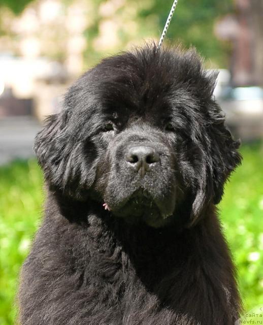 Фото: ньюфаундленд Smigar Nimfeya Neotrazimaya (Смигар Нимфея Неотразимая)