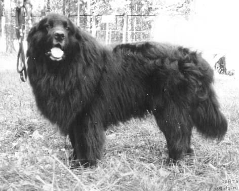 Фото: ньюфаундленд Bichers Garms (Бичерс Гармс)