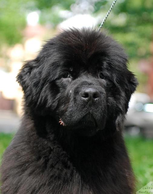 Фото: ньюфаундленд Smigar Nimfeya Neotrazimaya (Смигар Нимфея Неотразимая)