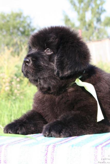 Фото: ньюфаундленд YUnitella Legenda o Lyubvi (Юнителла Легенда о Любви)