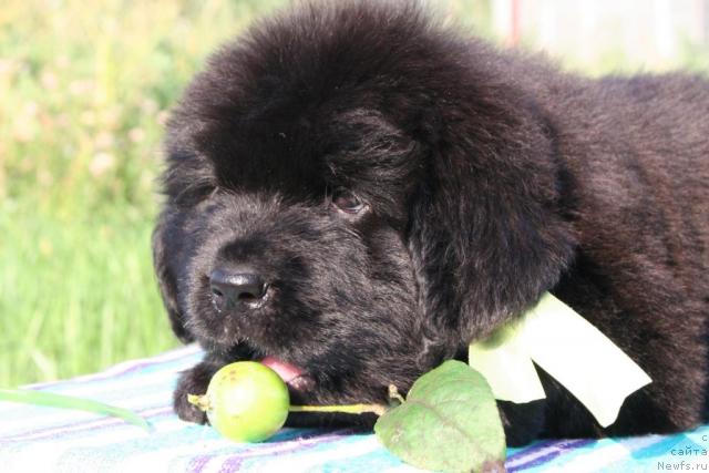Фото: ньюфаундленд YUnitella Legenda o Lyubvi (Юнителла Легенда о Любви)