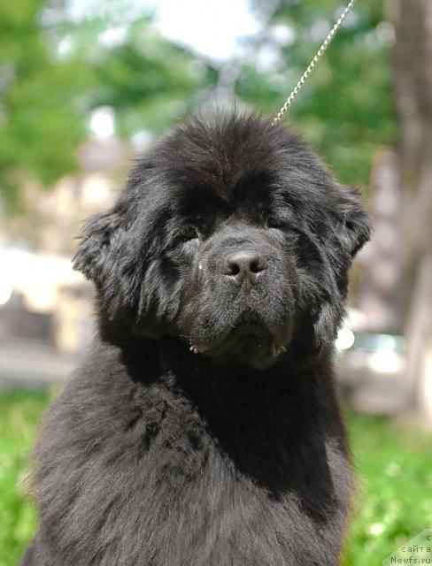 Фото: ньюфаундленд Smigar Nimfeya Neotrazimaya (Смигар Нимфея Неотразимая)