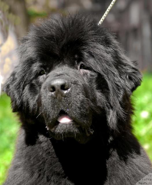 Фото: ньюфаундленд Smigar Nimfeya Neotrazimaya (Смигар Нимфея Неотразимая)