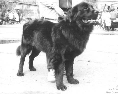 Фото: ньюфаундленд Hardi Ash O (Харди Аш О)