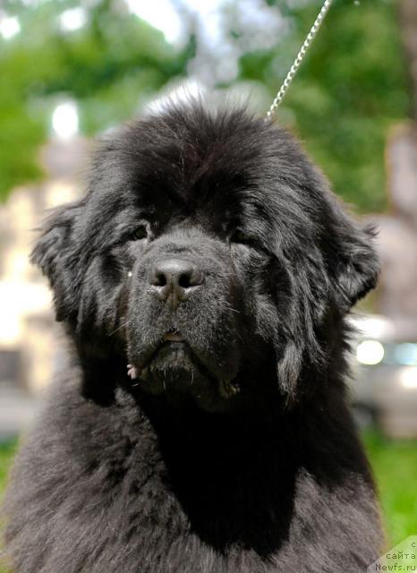 Фото: ньюфаундленд Smigar Nimfeya Neotrazimaya (Смигар Нимфея Неотразимая)