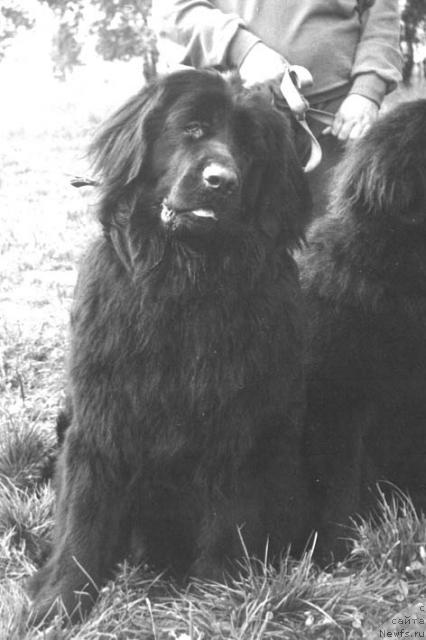 Фото: ньюфаундленд Sanita Ols (Санита Олс)