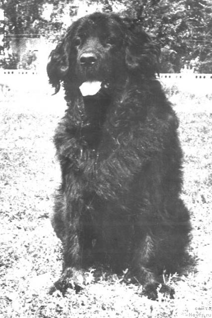 Фото: ньюфаундленд Alina (Алина)