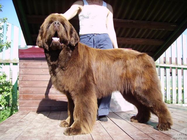 Фото: ньюфаундленд Fann'yuf Gold Kap (Фанньюф Голд Кап)