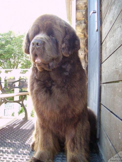 Фото: ньюфаундленд Fann'yuf Gold Kap (Фанньюф Голд Кап)