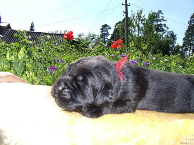 Фото: ньюфаундленд Fann'yuf Azbuka Azarta (Фанньюф Азбука Азарта)