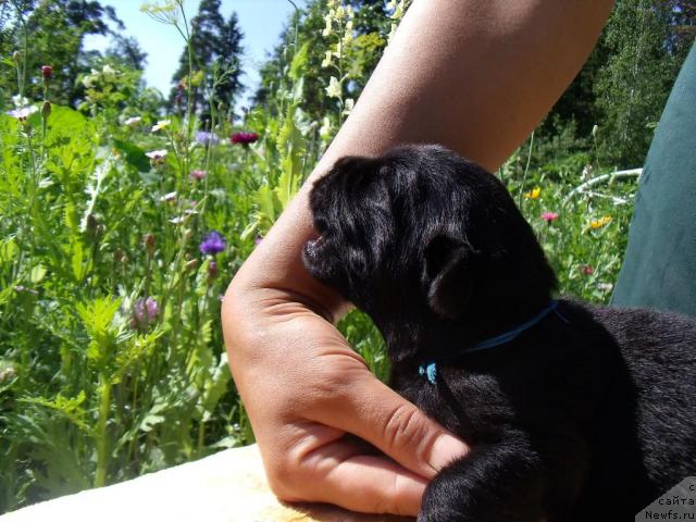 Фотография № 45785