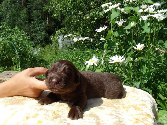 Фотография № 45788