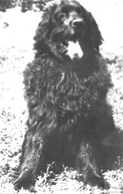 Фото: ньюфаундленд Aydar (Айдар)