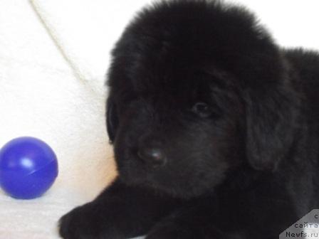 Фото: ньюфаундленд Izumrud Moey Dushi (Изумруд Моей Души)