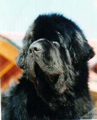 Фото: ньюфаундленд Midnight Lady's Express Yourself