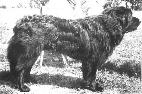 Фото: ньюфаундленд Ben Djoys (Бен Джойс)