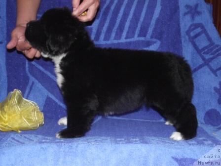 Фото: ньюфаундленд Ikona Stilya (Икона Стиля)