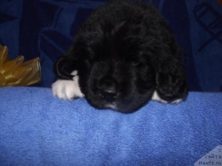 Фото: ньюфаундленд Ikona Stilya (Икона Стиля)