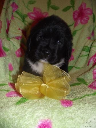 Фото: ньюфаундленд Ikona Stilya (Икона Стиля)