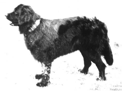 Фото: ньюфаундленд Hil'da (Хильда)