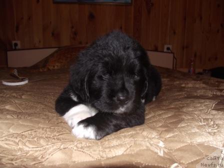 Фото: ньюфаундленд Ikona Stilya (Икона Стиля)