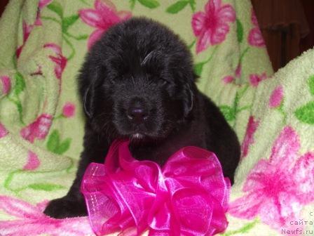 Фото: ньюфаундленд Imperatrica Krasotyi (Императрица Красоты)