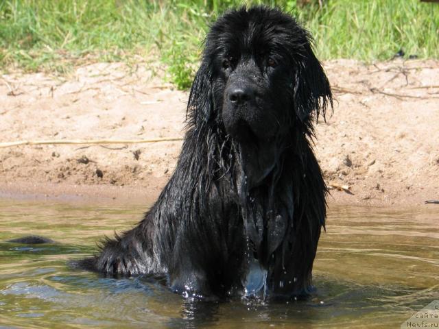 Фото: ньюфаундленд Lunnaya Krasavica (Лунная Красавица)