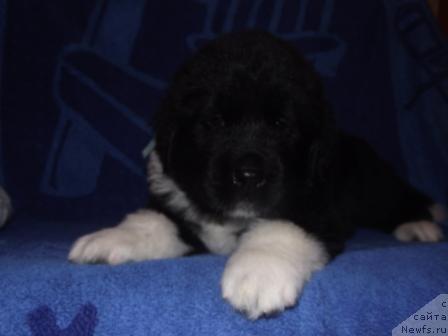 Фото: ньюфаундленд Izol'da Izbrannica Sud'byi (Изольда Избранница Судьбы)