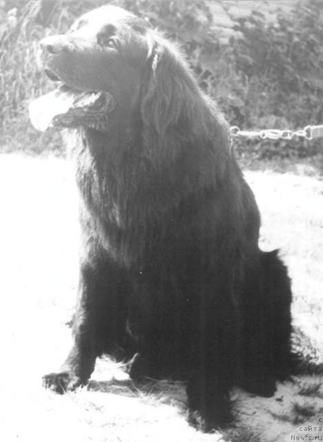 Фото: ньюфаундленд Greys de Lin O'Kok (Грейс де Лин О'Кок)