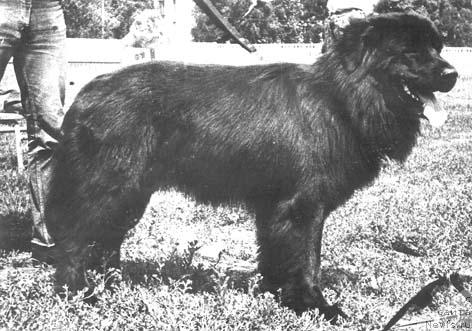 Фото: ньюфаундленд Reksi Berri Djoy (Рекси Берри Джой)