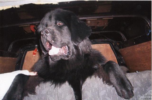 Фото: ньюфаундленд Undina Bell-Ail ot Tsatsyby (Ундина Белл-Айл от Цацибы)