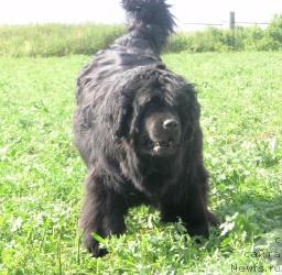 Фото: ньюфаундленд Severtan Rojdennaya Legendoy (Севертан Рожденная Легендой)