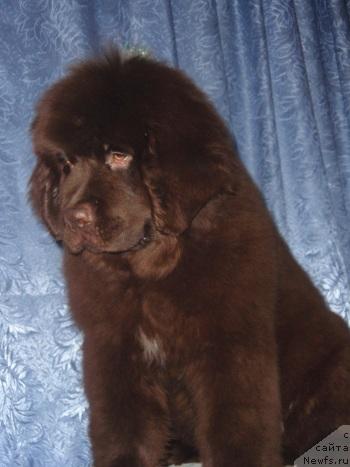 Фото: ньюфаундленд Andjelo Orso Vil'yam (Анджело Орсо Вильям)