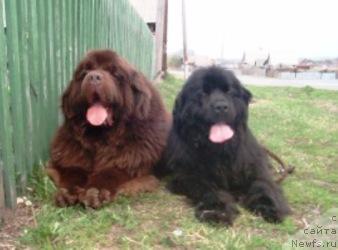 Фото: ньюфаундленд Super Premium Brabus (Супер Премиум Брабус), ньюфаундленд Ekspressiya  iz Medvej'ego YAra (Експрессия  из Медвежьего Яра)