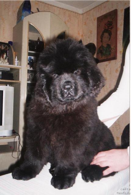 Фото: ньюфаундленд Otrada Moya ot Sibirskogo Medvedya (Отрада Моя от Сибирского Медведя)