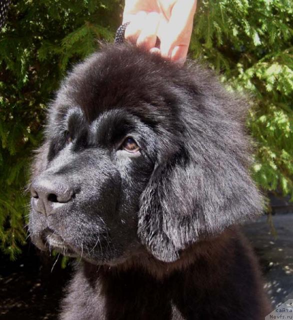 Фотография № 45917