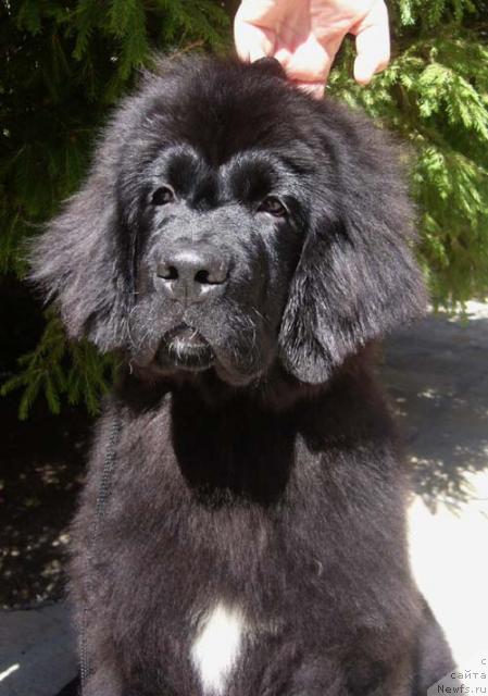 Фото: ньюфаундленд Super Premium Jani Monik (Супер Премиум Жани Моник)