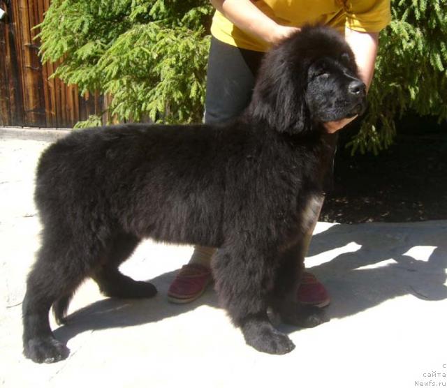 Фотография № 45919